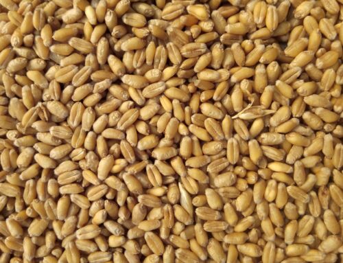 Wheat Nutrient Guide