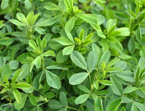Alfalfa Nutrient Guide