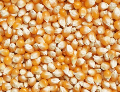 Corn Nutrient Guide
